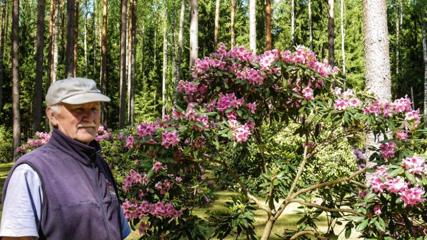 Marjasoo talu rodoaias on sada rododendronipõõsast. Mõni on peremehest Toomas jaadlast vaat et pikemakski sirgunud