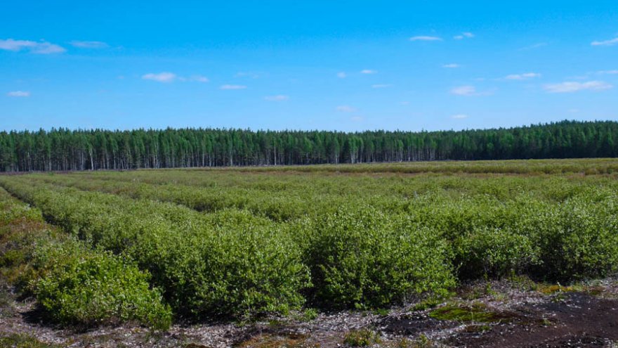 Marjasoo talu mustikapõld