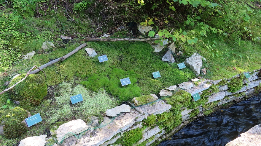 Eri tooni rohelised samblavaibas. 