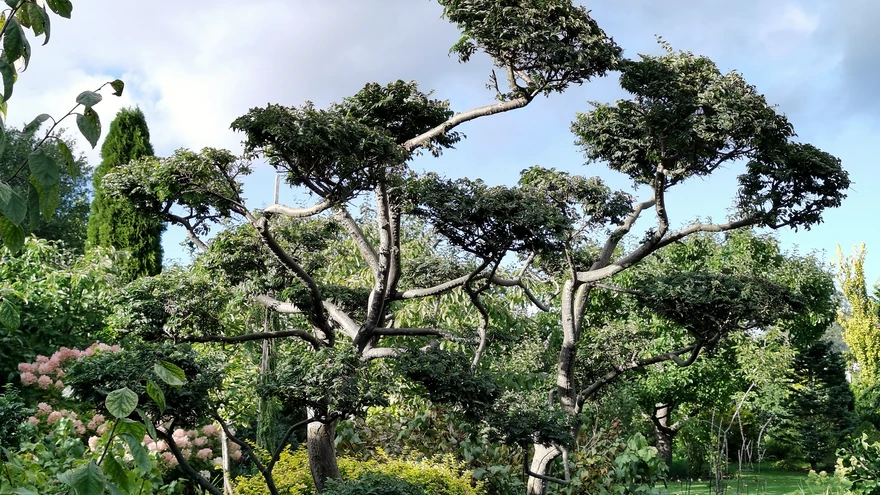 ’Jacqueline Hillier’ pärast niwaki kujunduslõikust.