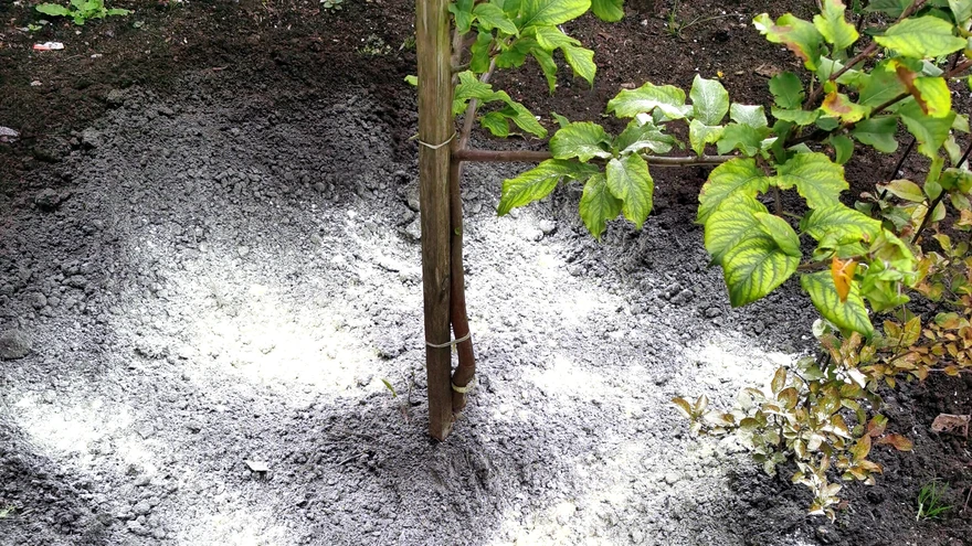 Hapustamine: mullale on raputatud väävlipulbrit.