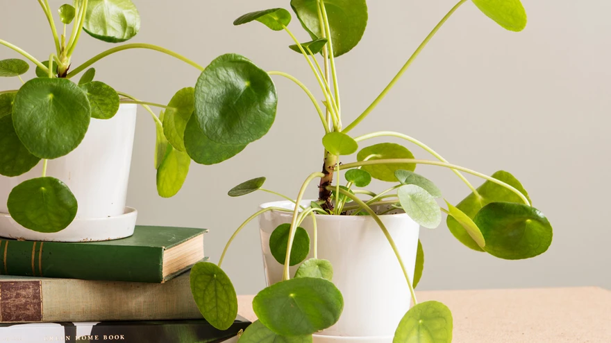 Toataimed aitavad toime tulla stressiga. 