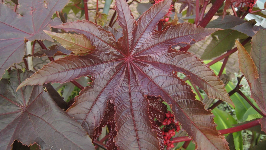 Riitsinus Ricinus communis kui troopikast pärit jõulutähe sugulane.