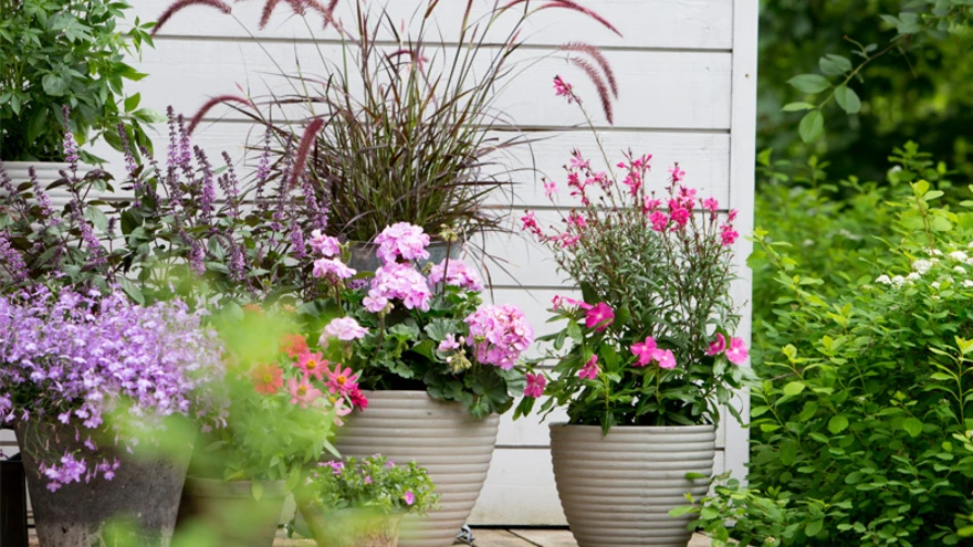 Violetsete ja purpursete värvitoonide kombinatsioon loob sooja, rahuliku tunde. 