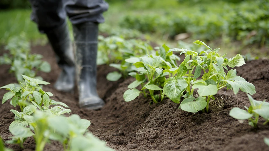 Hea muld on elusorganism, milles toimuvad pidevalt füüsikalised, keemilised ja bioloogilised muutused.