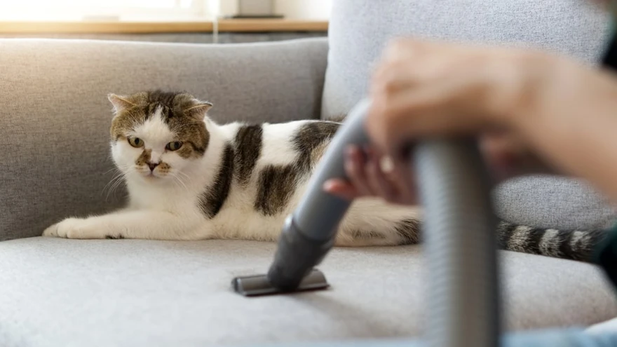 Kui Sinu pereliikmetel esineb allergiaid, tasub eelistada HEPA filtritega tolmuimejaid. 