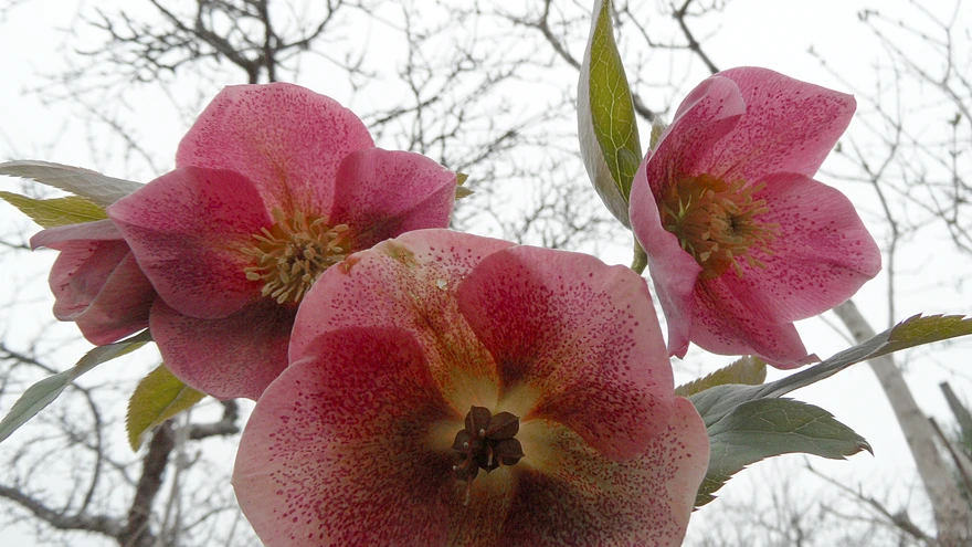 Täpiline kaunitar  ’Pink Lady Spotted’.