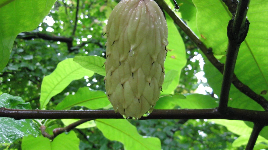 Varimagnoolia vili on nagu suur roosa käbi.