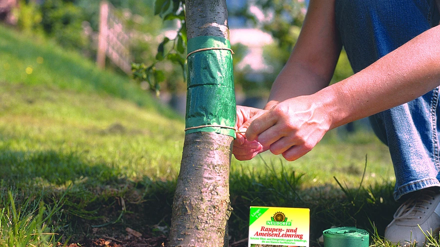 Liimvöö tüvedele. 