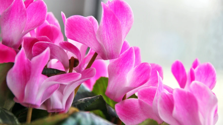 Kui taim lõpetab õitsemise, kasta teda aina vähem.