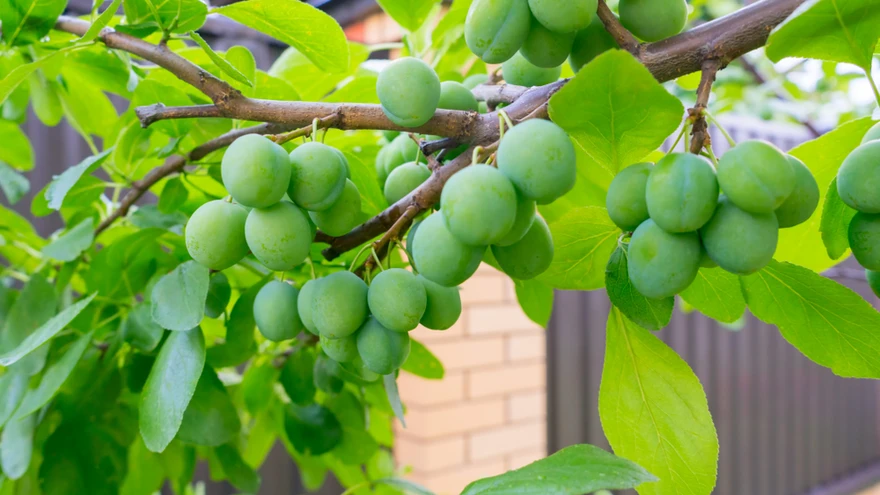 Ploomipuid võiks aias olla mitu, sest enamik ploomisorte vajab heaks saagikandeks enda kõrvale teist viljastavat, õietolmu andvat sorti.