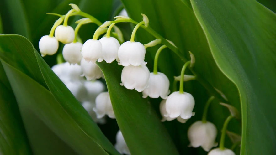 Maikellukesed on kevadlilled, kes toovad aeda elegantsi ja aroomi.