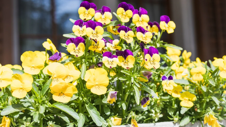 Mai on kõva istutuskuu. Kõik kaunid õied tahavad mulda saada. 