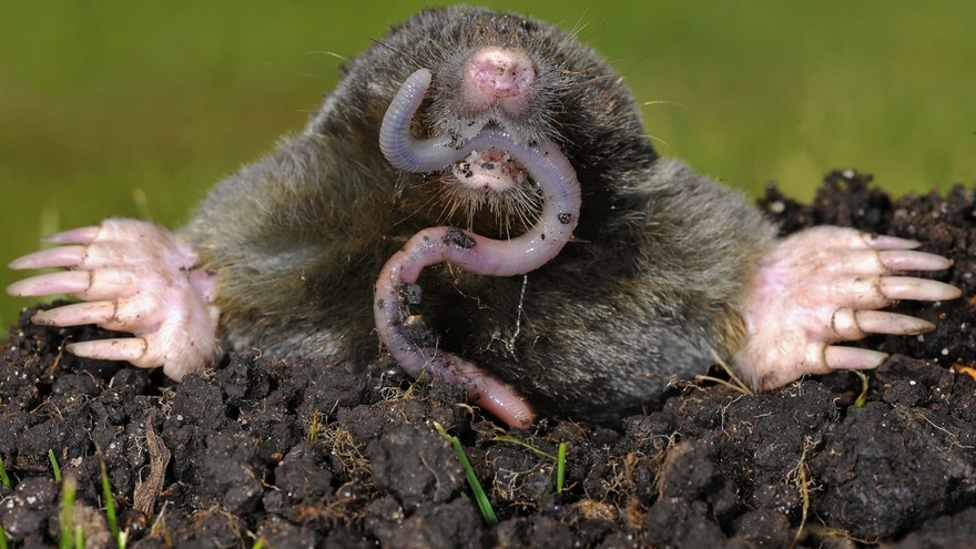 Muti toidulauale kuuluvad vihmaussid, putukate tõugud, limuseid, näriliste pojad, roomajaid.