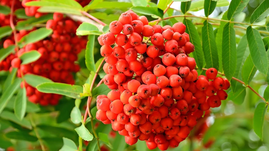 Paljud rahvad on pidanud pihlakat pühaks puuks, kes peletab kodutanumalt kurjuse ja õeluse.