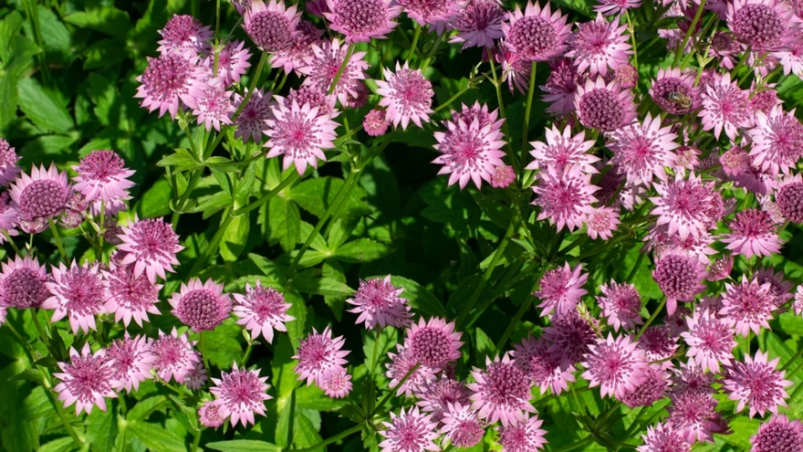 Tähtputk – üks pikemalt õitsevaid püsikuid, mille õied avanevad üksteise järel väga pika perioodi jooksul. 