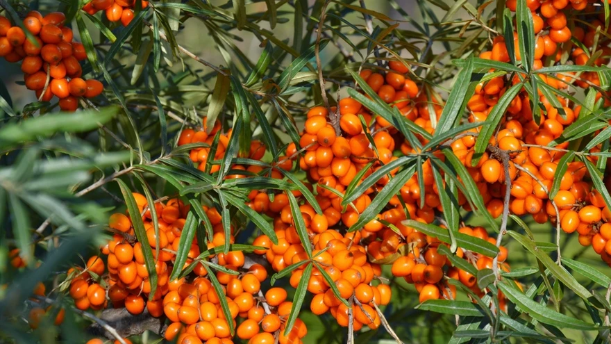 Vana-Kreekas raviti astelpajuga hobuseid - siit on ka pärit taime ladinakeelne nimetus Hippophae rhamnoides.