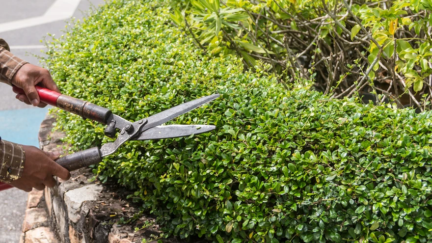 Lehtpuuhekke on hea harvendada siis, kui öökülmasid pole enam põhjust peljata.