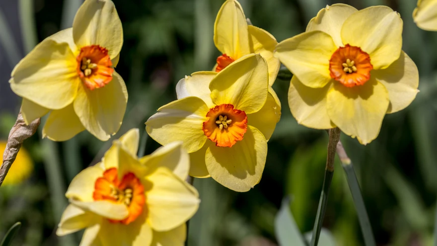 Eesti kliimas on sobivaim aeg nartsisse istutada poolest augustist poole septembrini.