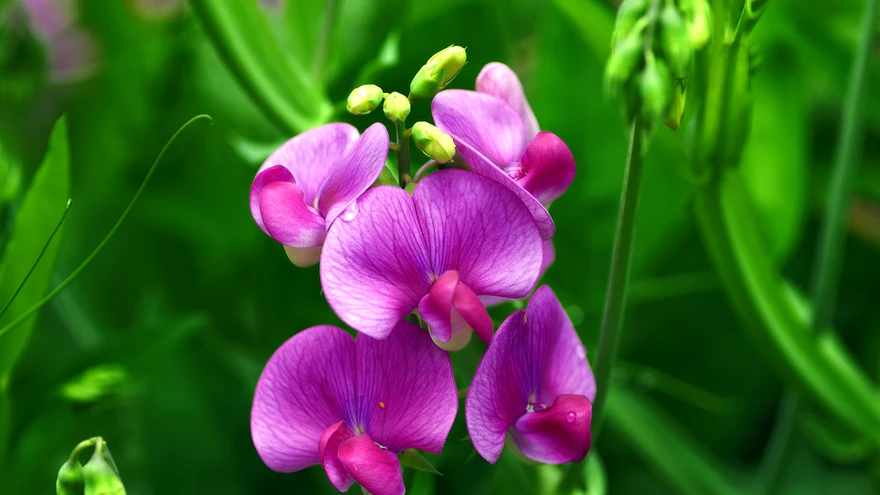 Aprilli keskpaigas külva lillherned.