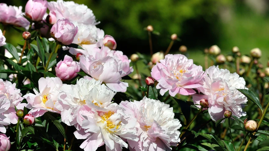 Pojenge kui väga suurte ja raskete õitega taimi on vaja õitsemise ajal toestada. 