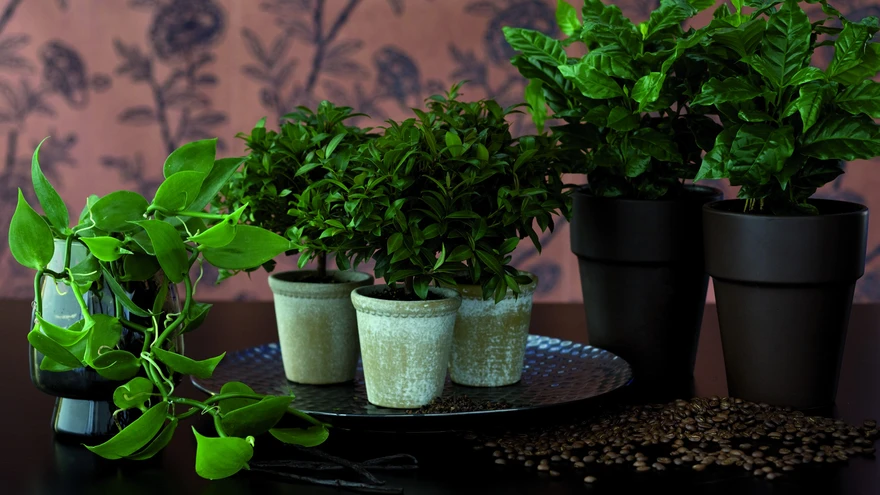 Vanill, pööris-nelgipuu, Araabia kohvipuu.