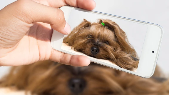 Koostöös lemmikloomade terviseplatvormiga Lifet näitas Samsung süsteemi, mis võimaldab hinnata koera või kassi tervislikku seisundit.