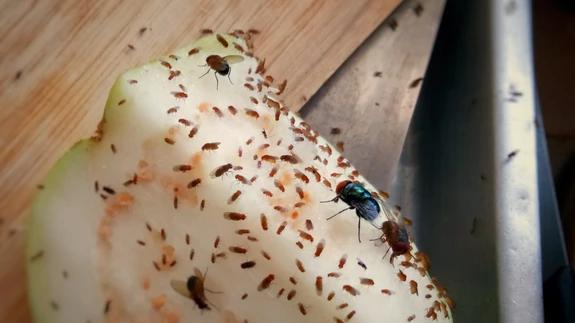 äädikakärbsed