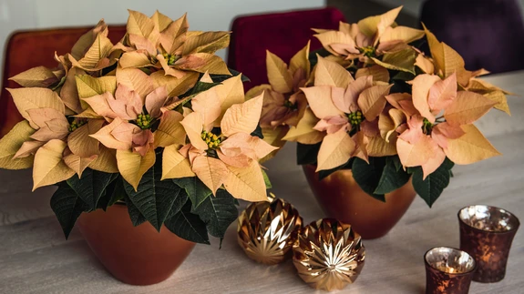 2018. aasta kuum mood. 