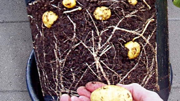 Kartulisaak rõdult mugavast potist. 