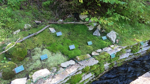 Eri tooni rohelised samblavaibas.