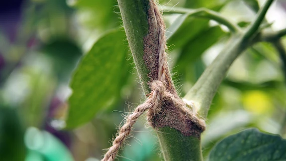 Tomatitaim püüab end justkui eraldada takunöörist ja on kasvatanud nööriga kokkupuutuvale varreosale koore(korba)laadse kaitsekihi.