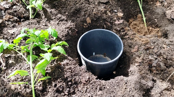 All paremal on neljas taim veel oma kasvukohta asetamata. Pärast istutusaukude lõplikku täitmist ja istutusala silumist jäi poti serv substraadi pinnaga ühetasa.