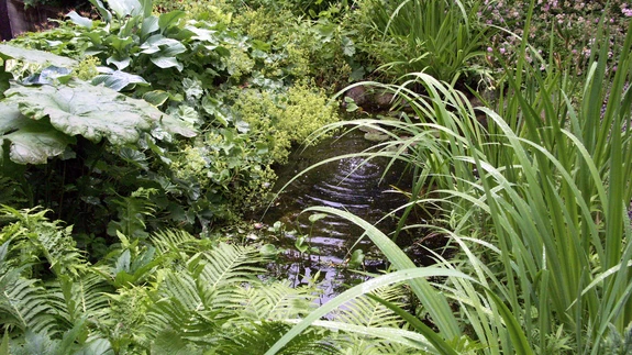 Aiatiik ja selle lopsaka kaldataimestikuga niiske varjuline ümbrus on tõeline konnaparadiis.