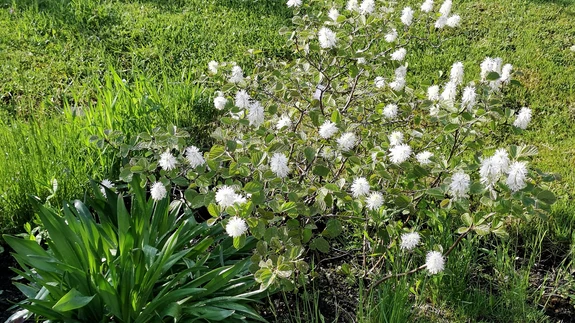 Väike võlupõõsas on võluv õitseja kevadises aias.