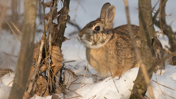 Jäneseid ja kitsi on proovitud aiast eemal hoida ka puudele riputatud vanade CD-plaatidega.