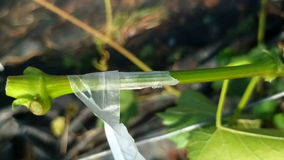 Pookimislõige tuleb siduda kõvasti ja tihedalt, jätmata teibikeerdude vahele ruumi vee sattumiseks pookimislõike pindadele. Siduda saab küll ka õhukese kile ribaga, ent tänapäevane pooketeip on märksa parem: hästi veniv, isekleepuv.