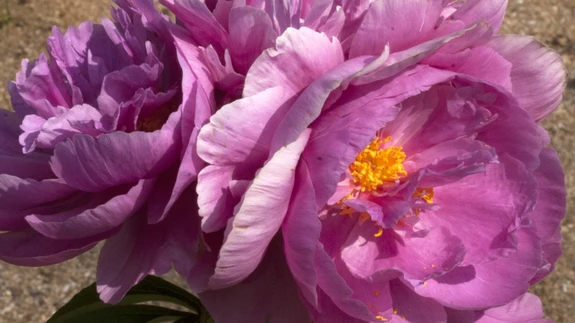 Kobarõitega ’Puntratantsule’ sobib valitud nimi nagu valatult.