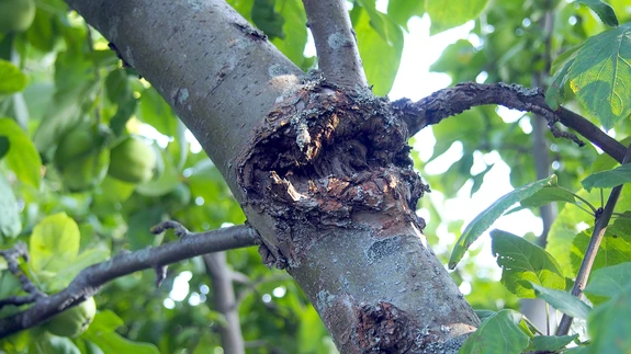 Tüvevähi kaugelearenenud kolle. 