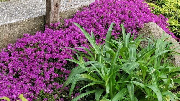 Nõmm-liivatee lilla õiepadi.