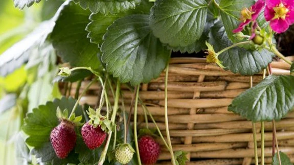 Amplimaasika taimed on mitmeaastased.