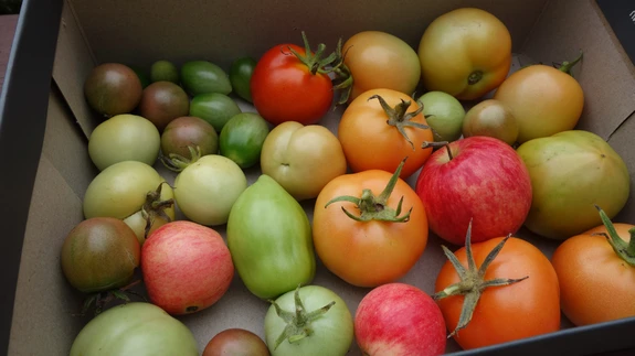 Järelvalmimiseks vali siiski suuremad viljad, et oleks hiljem ka maitset.