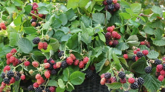 Pampel e aedmurakas ’Black Cascade’.