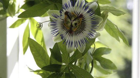 Kannatuslille õied kasvavad üksikult.