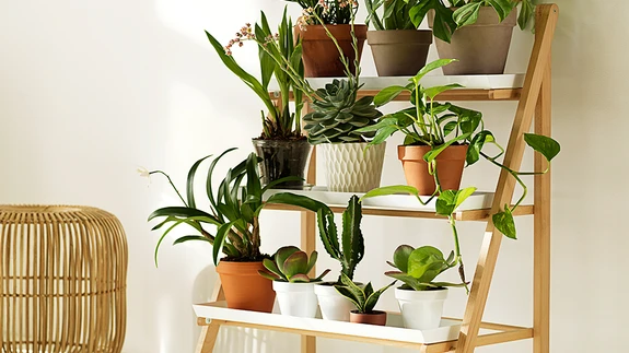 Toataimed hävitavad õhus tõhusalt mikroobe ja ehitusmaterjalidest eralduvaid keemilisi ühendeid.