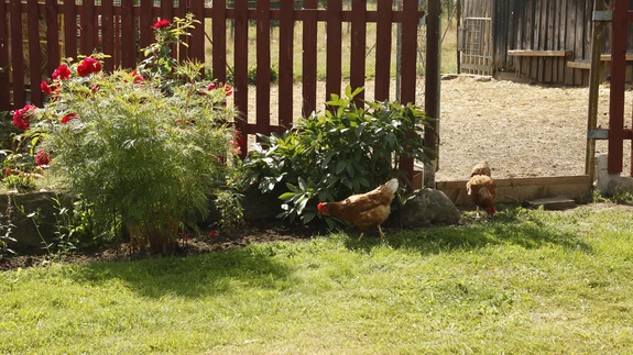 Loomasõbralik aed, perekond Pihol