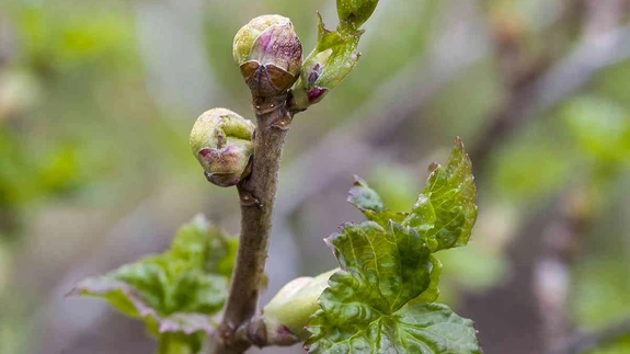 Korja ära ja hävita, muidu pahklestast jagu ei saa!