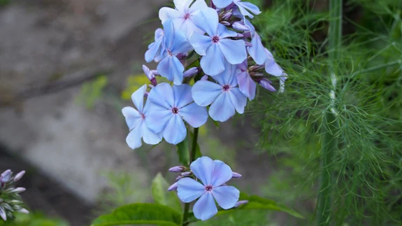 ’Nezabudka’ – päikese käes roosa, õhtuti või pilves ilmaga sinine.