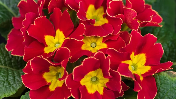 Rõõmsavärviliste õitega varretu priimula (Primula vulgaris) ei jäta küll kedagi külmaks.