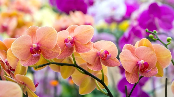 Ettevaatlik tuleb olla päikesega, enamik orhideesid tunneb end paremini hajutatud valguses.